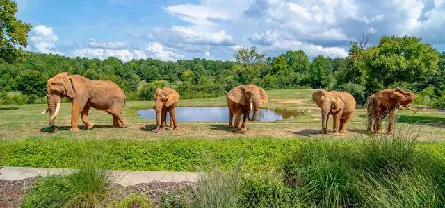 A group of five elephants stand in a row, all facing different directions in front of a pond. A paved path winds in the foreground, and a wide open field lined with trees stretches in the background under a beautiful blue sky.