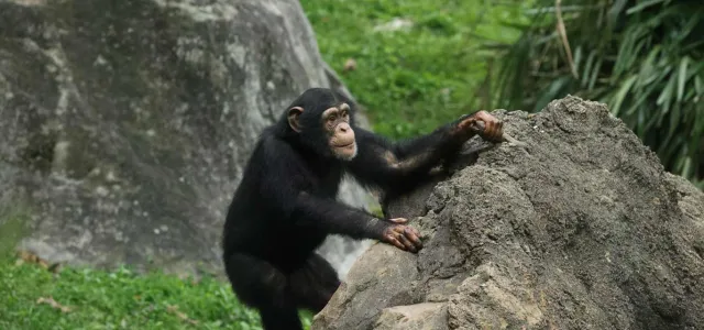 A small Chimpanzee with large ears, black fur and a brown face climbs up the side of a large boulder. The background appears to include green grass and some trees.