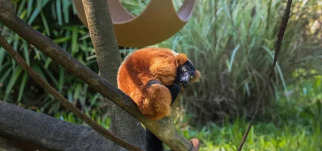 A Lemur with thick rust colored fur and a black face and tail, sits hunched over on a thick branch. In the background is a hanging, spherical hammock, more thick branches, and some tall grasses and trees.