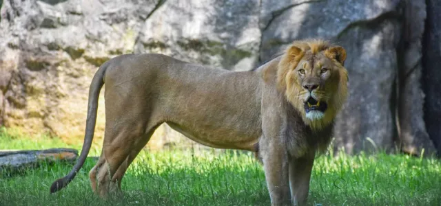 A Lion standing with his mouth open in the middle of a field of tall, green grass. There is a tall, rocky wall visible in the background.