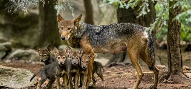 A mother Red Wolf standing protectively over her four small pups who are huddled together next to a rock in a forested area.