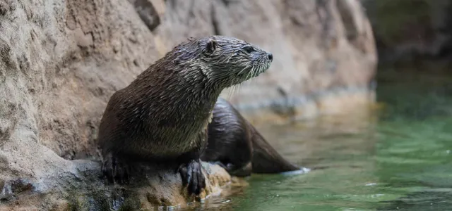 A fuzzy brown otter with small, rounded ears, lanky body, and long tail, perches on a small rocky ledge next to a pond.