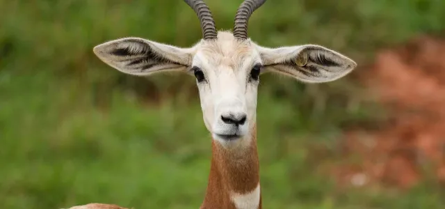 An Addra Gazelle standing in an open, grassy field looking towards the viewer which showcases its white body, brown neck and shoulders and its long antlers that curve upwards.