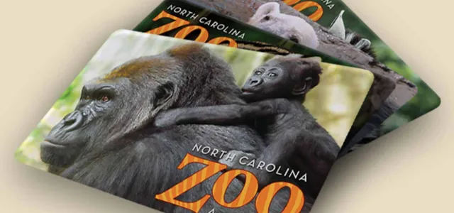 A pile of North Carolina Zoo gift cards lying splayed on a tan surface. On the front of the gift cards is the image of a baby Gorilla riding on its mother's back.