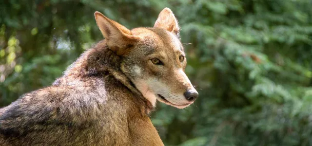 A Red Wolf with a mix of brown and gray, fur stands in a forested landscape, looking alertly to its right. The animal has pointed ears and a bushy tail, and lush trees are visible in the background.