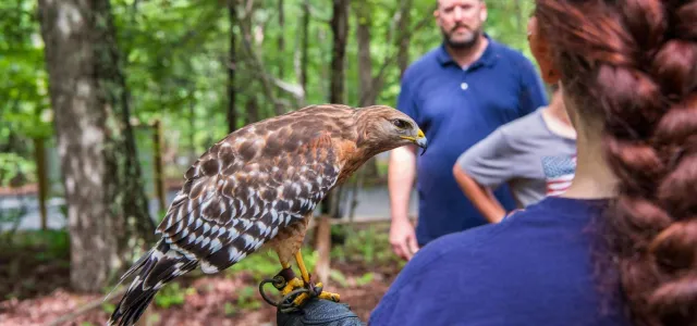 A red-tailed hawk perch on a keeper's glove in a wooded area.