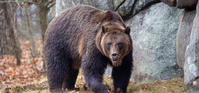 A fuzzy, brown Grizzly Bear walking across large rocks towards a pond. There is a large wall of rocks and some grass visible behind it.