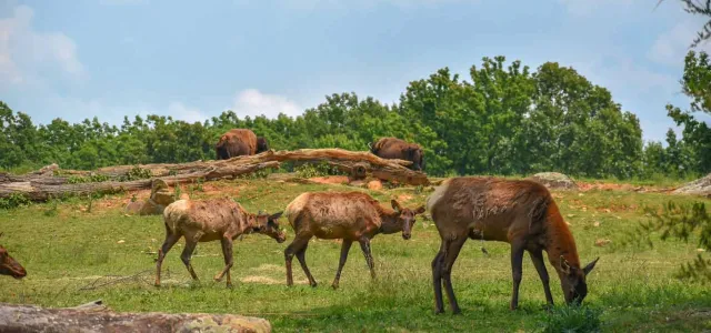 Several elk graze on a grassy, rocky hillside under a bright blue sky. Two younger animals are positioned close together in the foreground, with larger, brownish animals lying near logs and trees in the distance.