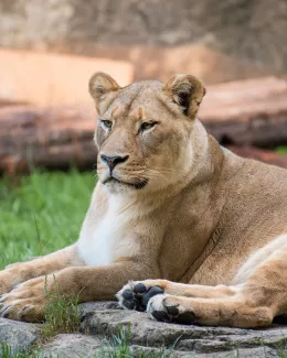 African lioness, Mekita, resting on a rock
