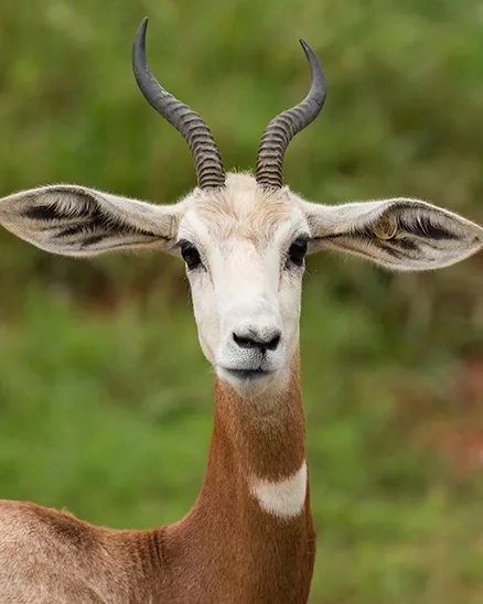 A male Addra gazelle watching the camera from Watani Grasslands
