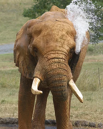 Male African elephant, C'Sar, using his trunk to throw water onto his back