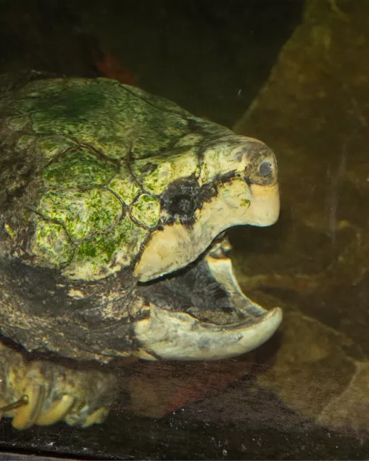 An alligator snapping turtle with its mouth open.