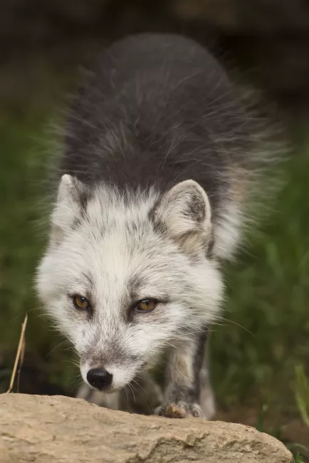 An Arctic fox in transition between its winter and summer coat.