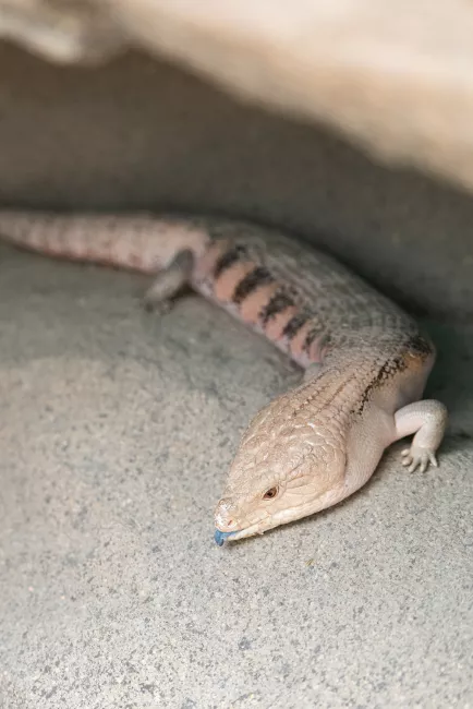 Blue-tongued skink laying under rock with its blue tongue out.