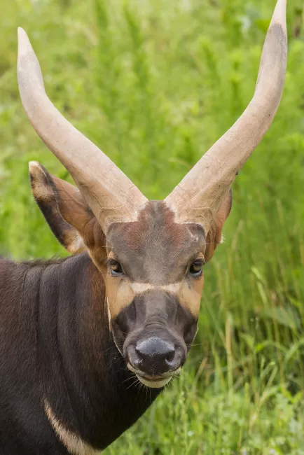 Male bongo with large horns.