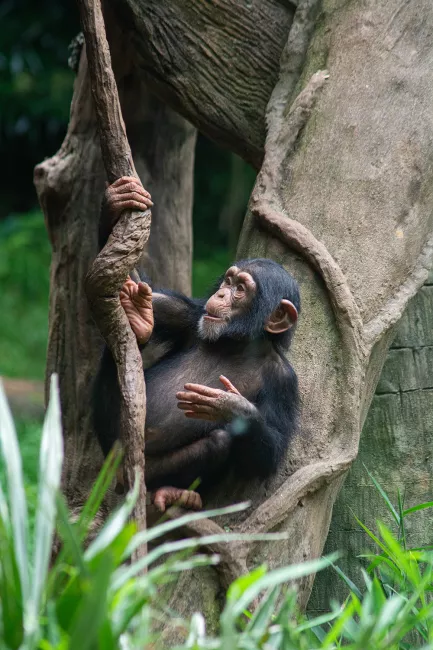 A juvenile chimp swinging from a vine on their climbing tree.