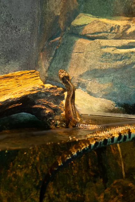 Cottonmouth swimming through water to perch on a log.