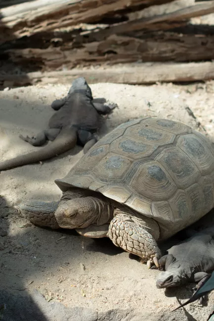 A desert tortoise with two chuckwallas on either side of it.