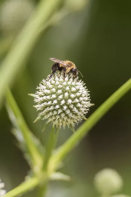 A honey bee perched on a button snake-root bloom.