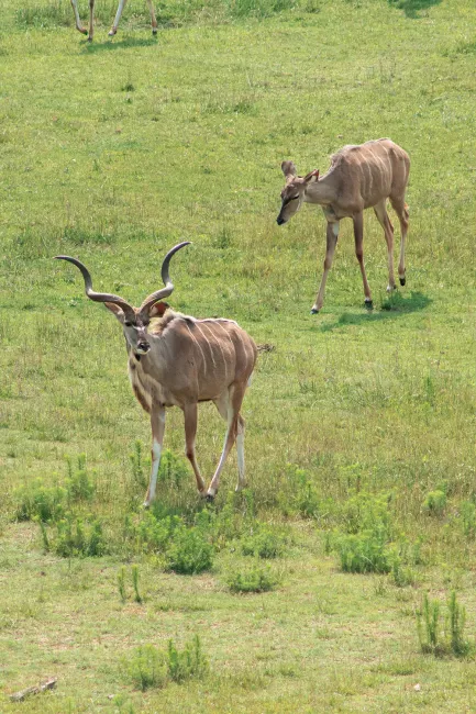 A male and female kudu walking through the grassland.
