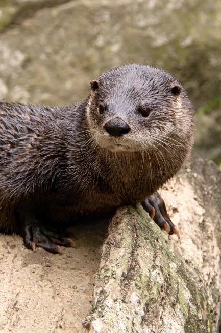 A North American river otter laying on a rock.