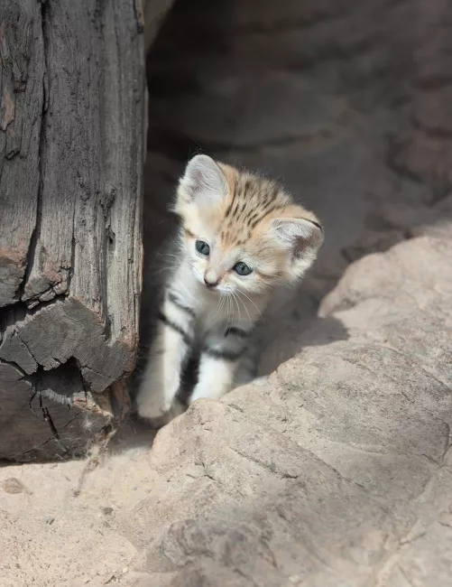 A curious sand kitten.