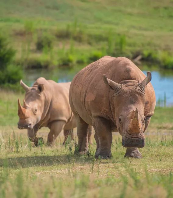 Two white rhinos walking through the grassland.