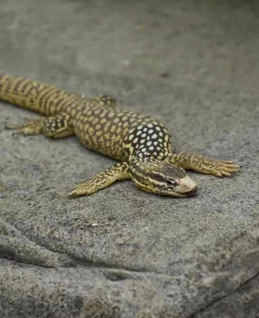 A spiny-tailed monitor resting on a rock.