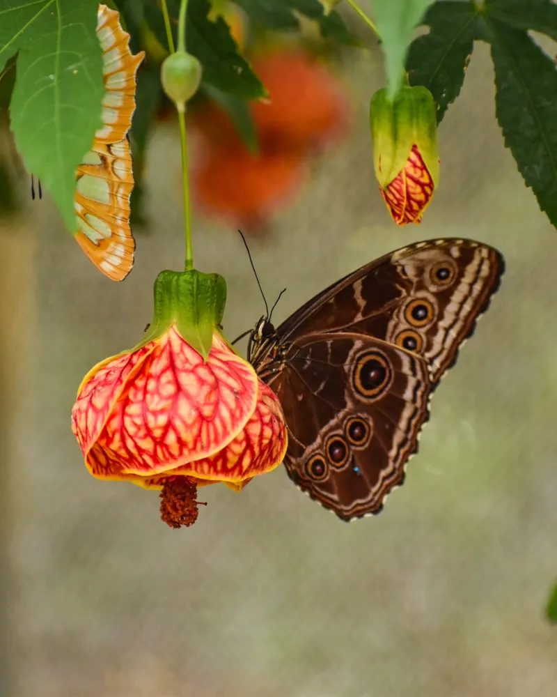 butterfly-garden-2