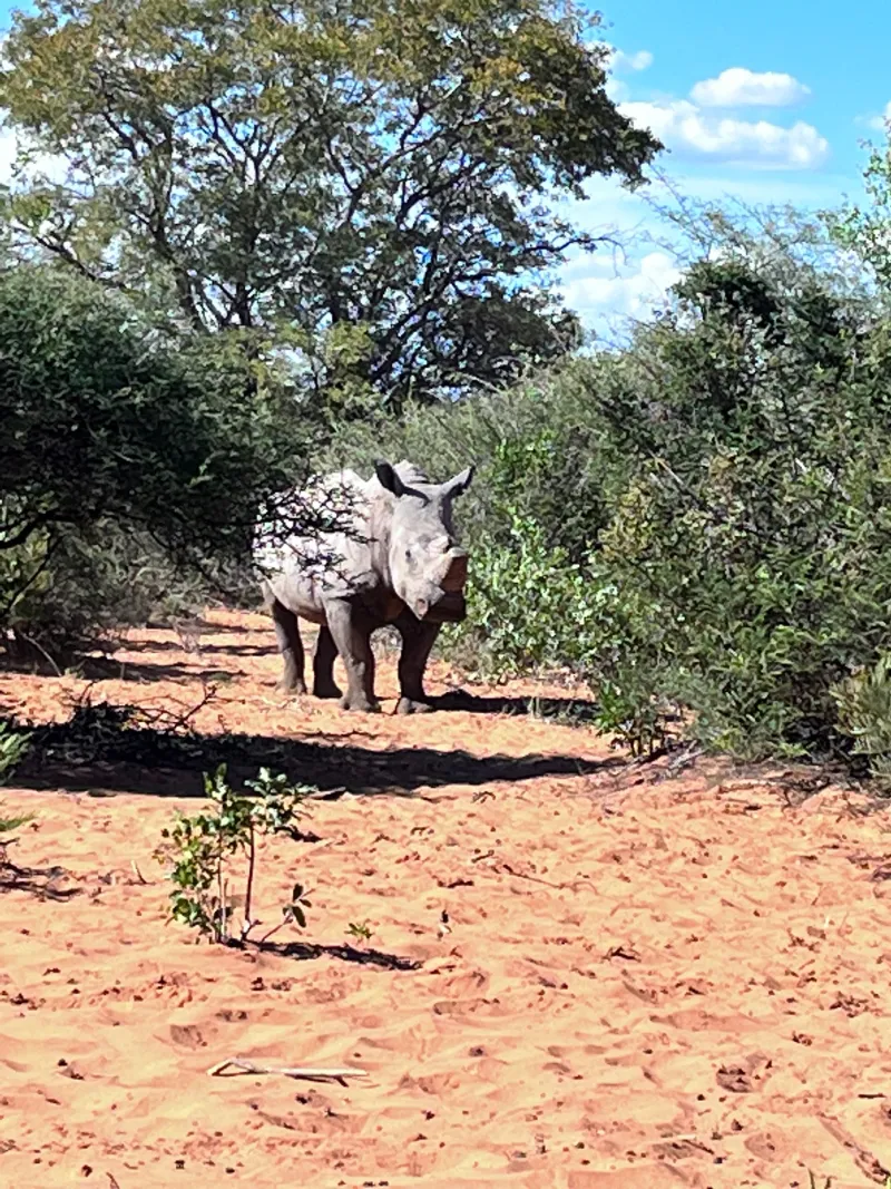 Rhino in the bushes of Nambia