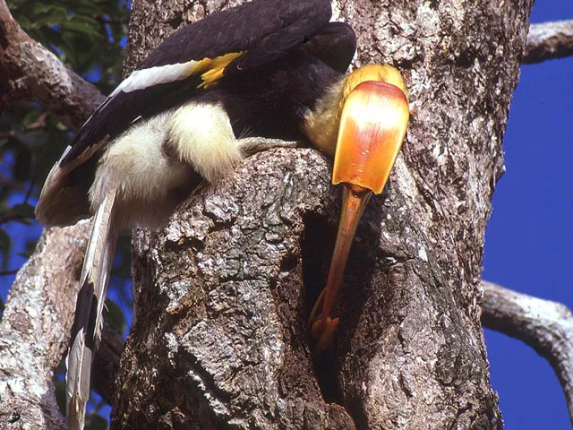 A Black-and-Yellow Broadbill bird perched on the side of a large tree trunk. The bird is mostly black and white with yellow markings around its beak. It is leaning into a cavity or nest hole in the tree, which is lined with a brownish-yellow, tubular shape, possibly a soft lining or mud structure, against a vibrant blue sky background.