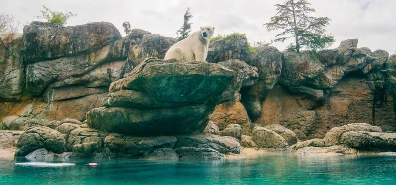 Polar bear