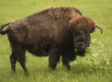 An American bison grazing on the prairie.