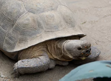 Desert tortoise wandering through its sandy habitat.