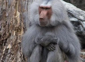 Male hamadryas baboon sitting relaxed, with hands resting on knees.