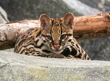 An ocelot laying on a rock.