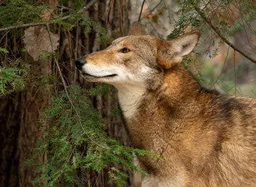 A red wolf under a fir tree.