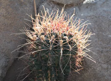 Barrel Cactus Thumbnail