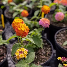 The event of the season is almost here! 🌸 👀 The Zoo’s Annual Spring Plant Sale is happening this Saturday, May 11 at the Solar Pointe picnic area by the North America entrance from 8 am to 3 pm. 🪴 Don't miss out!
CASH OR CHECK! 💵 All proceeds go to the Zoo’s Horticulture Department 🌿