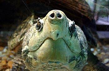 Oh Snap! Caring for Alligator Snapping Turtles | North Carolina Zoo