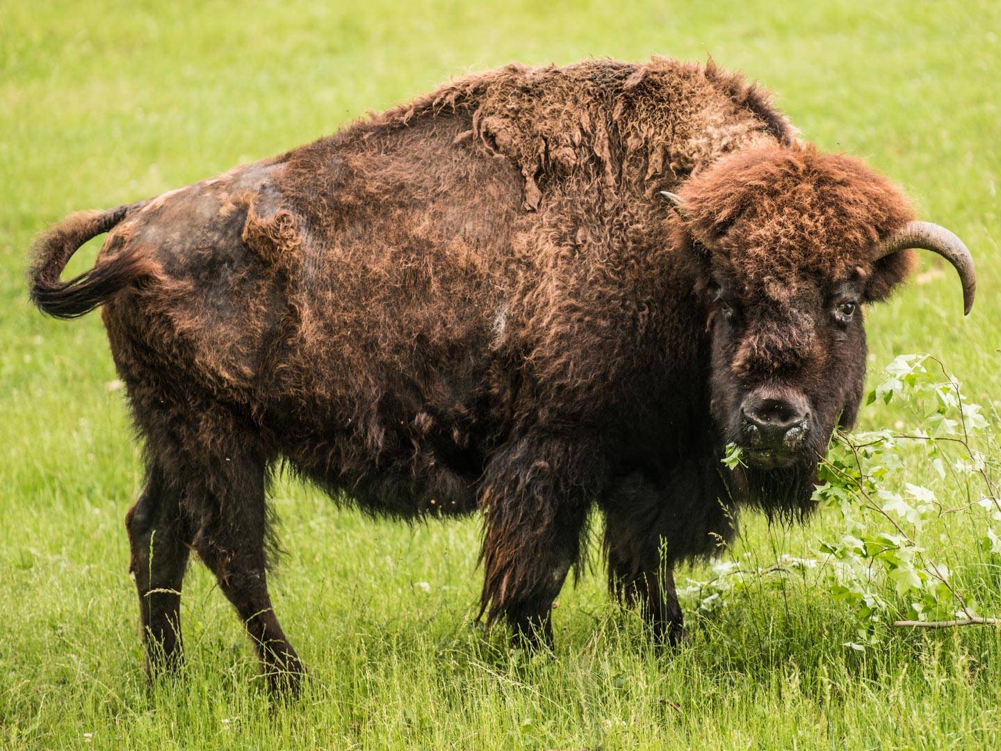 bison face