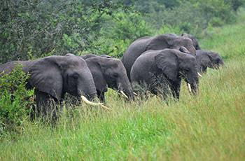 A Brief History of Elephant Collaring in Central and West Africa by the  North Carolina Zoo