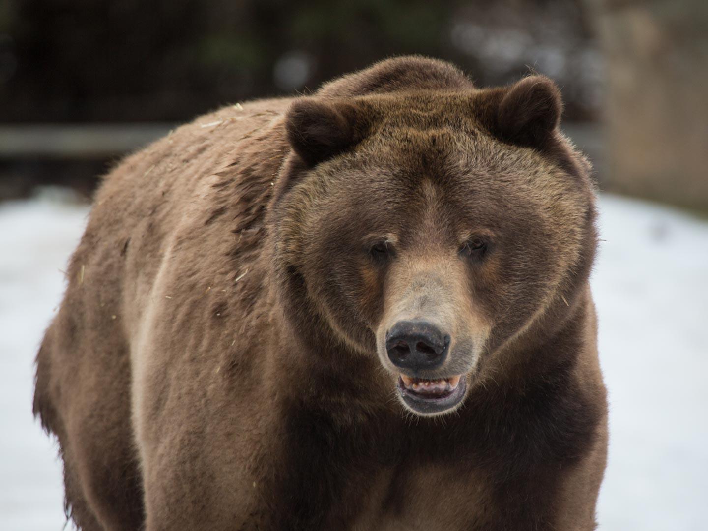 Grizzly Bear Habitat | North Carolina Zoo