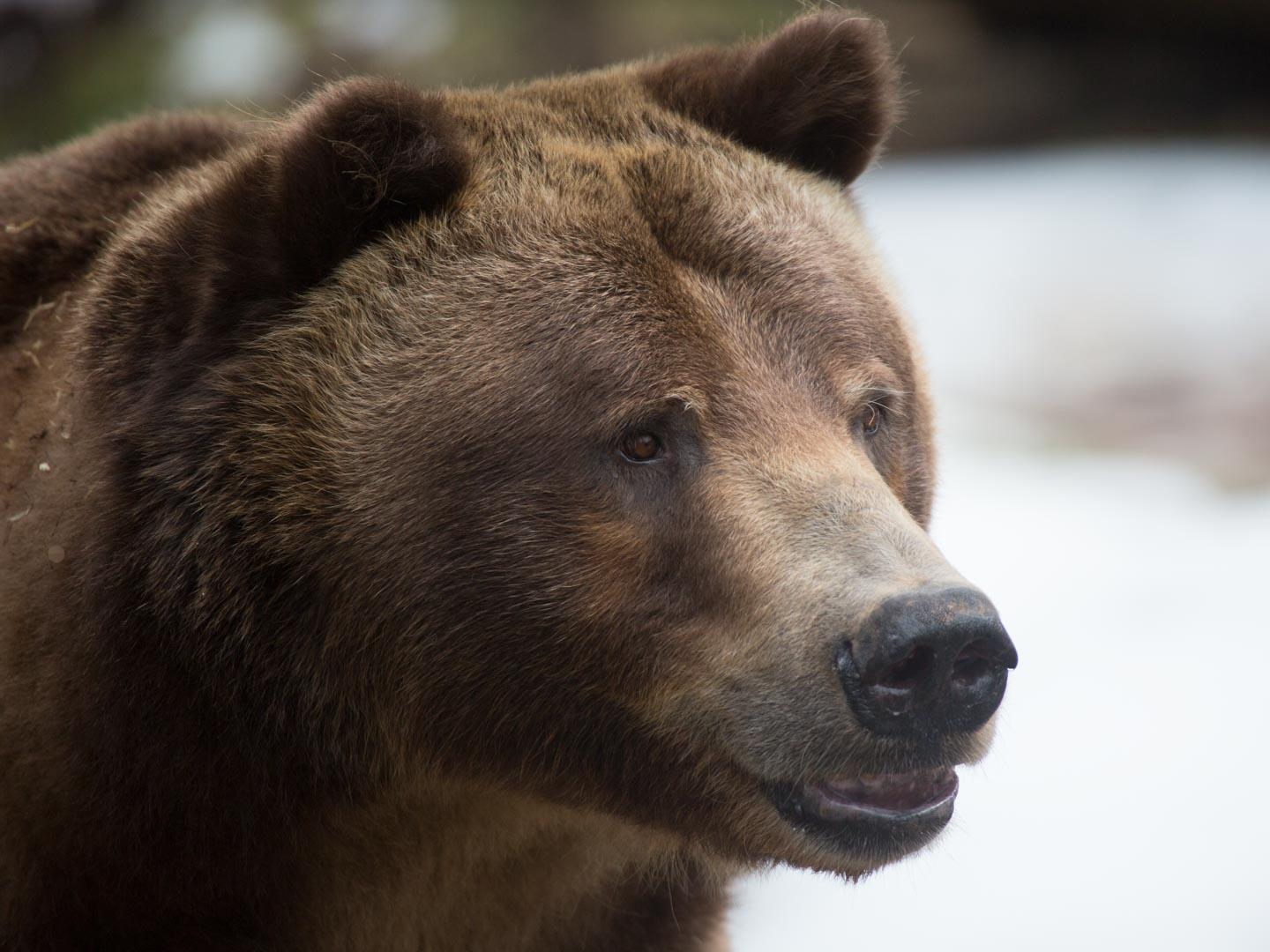 Grizzly Bear | North Carolina Zoo