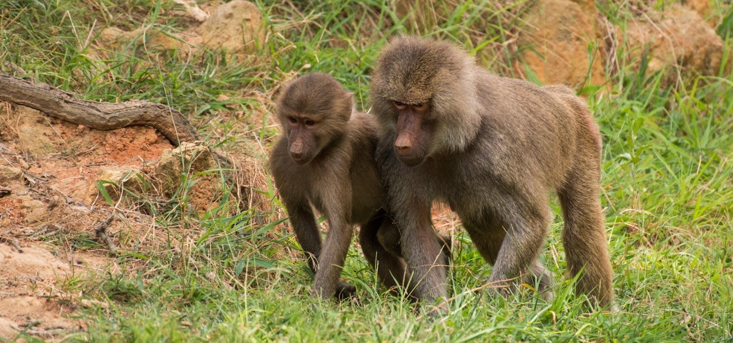 Baboons Habitat | North Carolina Zoo