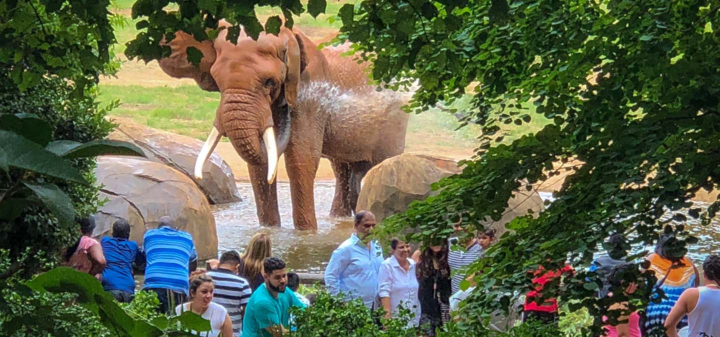 nc zoo tour