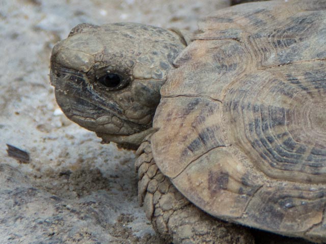 African Pancake Tortoise | North Carolina Zoo