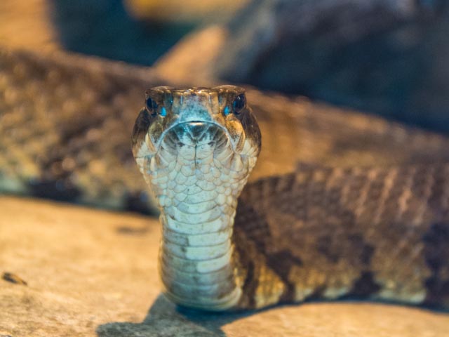 Cottonmouth | North Carolina Zoo