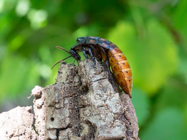 How and why is hissing so common in the animal kingdom?