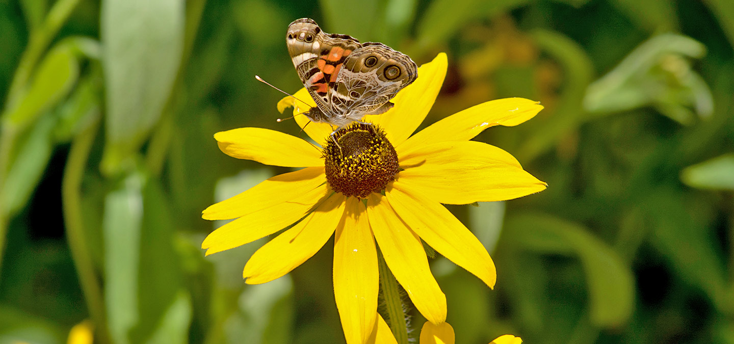 Birds, Blooms, Bees, Butterflies and Bioblitz on Mother’s Day Weekend